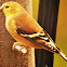American Goldfinch