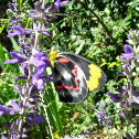 Black Jezebel