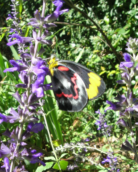Spotting Image 1