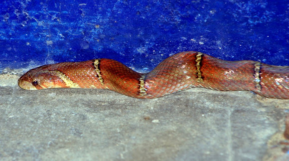 Spotting Image 1