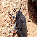 Black Cone-headed Grasshoppers