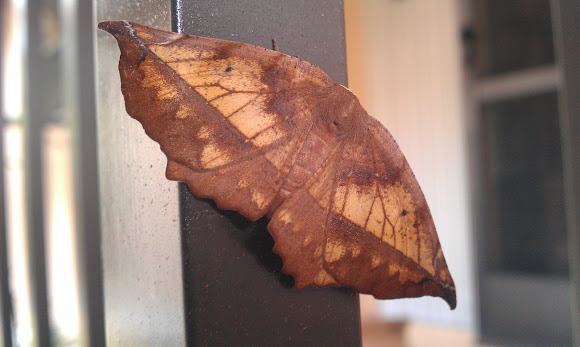 Spotting Image 1