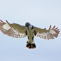 pied kingfisher