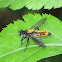 Laphria sericea