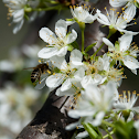 Honey Bee