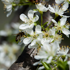 Honey Bee