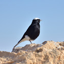 White-crowned Wheatear