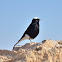 White-crowned Wheatear