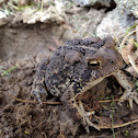 Eastern American toad