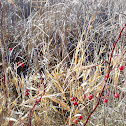 Prairie Rose Hips