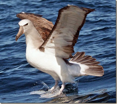 Salvins-Albatross