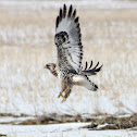 Rough-legged Hawk