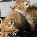 Red Fox