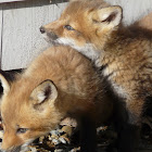 Red Fox