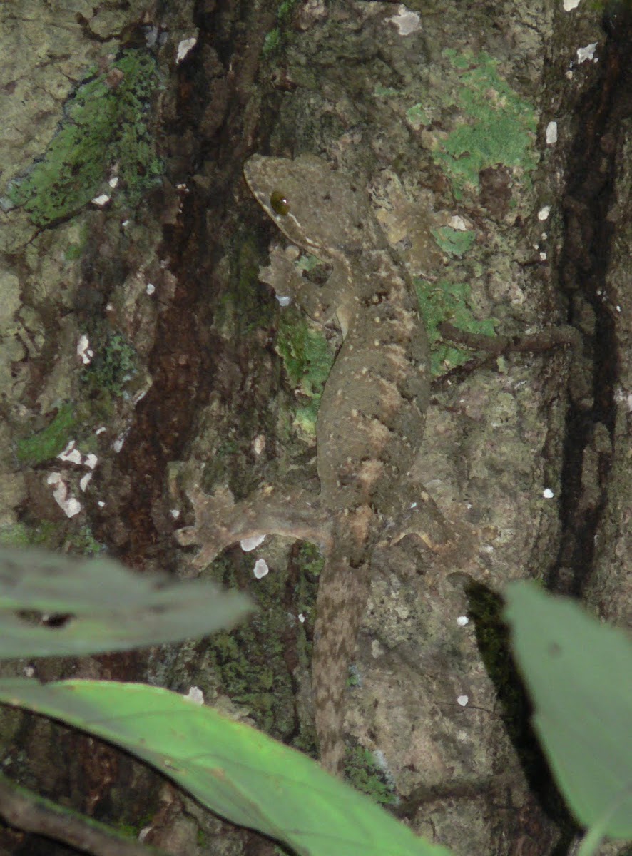 Turnip tailed Gecko