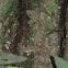 Turnip tailed Gecko
