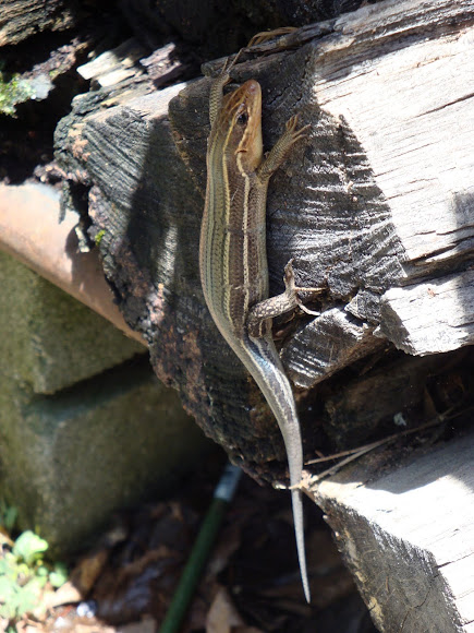 Spotting Image 1