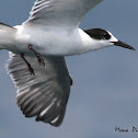 Roseate Tern - non breeding