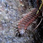 Flat-backed Millipede