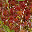 Sphagnum Moss