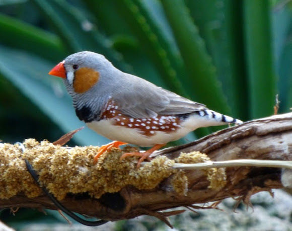 Spotting Image 1