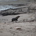 New Zealand Fur Seal
