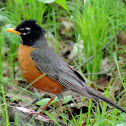 American Robin