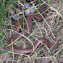 Common Garter Snake