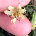Rattlesnakeroot