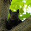Black Squirrel