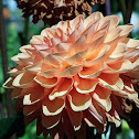 Dahlia