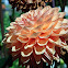 Dahlia