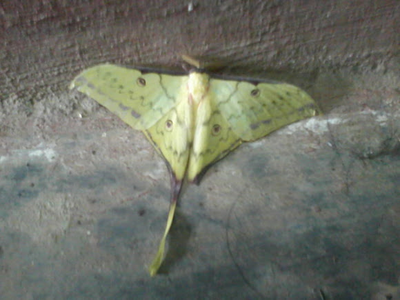 Spotting Image 1