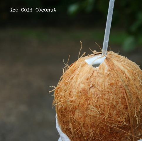 [Coconut[11].jpg]