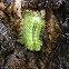 Blue Striped Nettle Grub