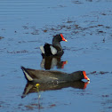 North American Common Gallinule