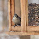 Tufted Titmouse