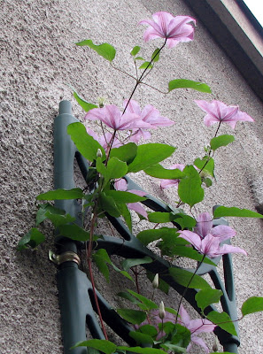 Hagley Hybrid Hagley Hybrid