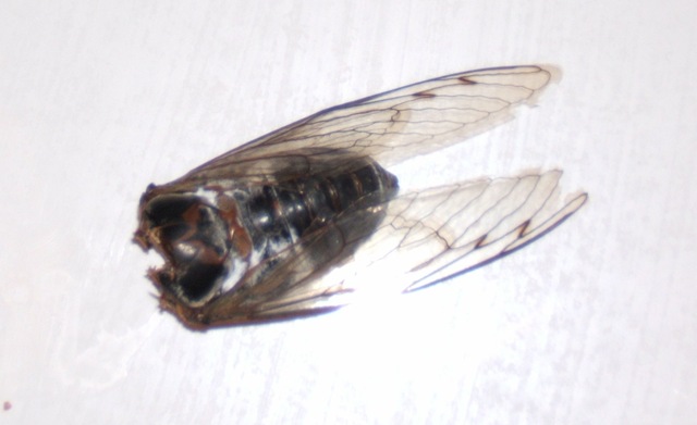 [Cicadas 005[3].jpg]