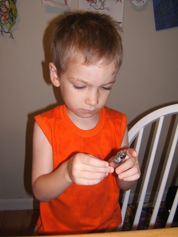 [Cicadas0033.jpg]