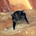 Sac-winged Bat
