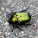 Green rose chafer