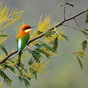 Chestnut-headed Bee-eater