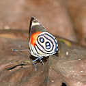 Zelphanta numberwing