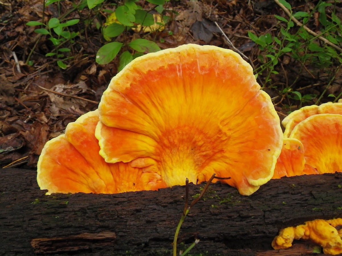 Chicken of the Woods