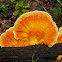 Chicken of the Woods