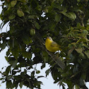Grey Hooded Warbler