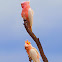 Pink Cockatoo ( Major Mitchell Cockatoo )