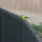 American Goldfinch