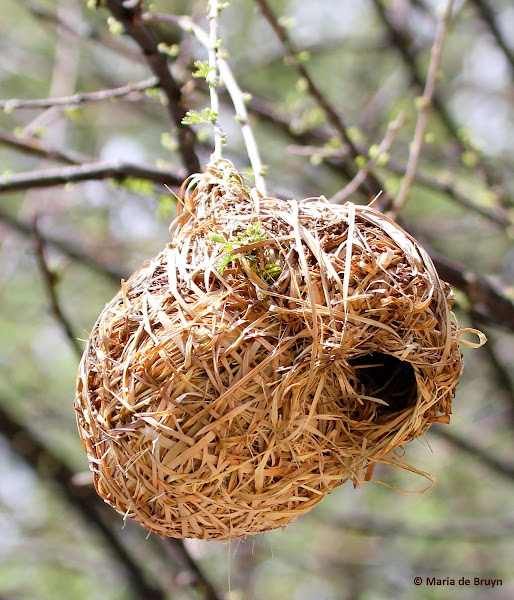 Weaver birds, nests Project Noah